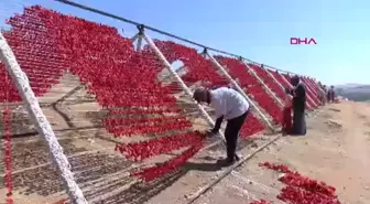 Gaziantep'te Kurutmalık Sebzelerin Üretimi Artıyor