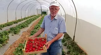 Bilecik'te Hobi Olarak Çilek Yetiştiriciliği