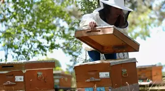 Kestane Balında Verim Düşüşü: İklimsel Değişimler ve Gal Arısı Etkili