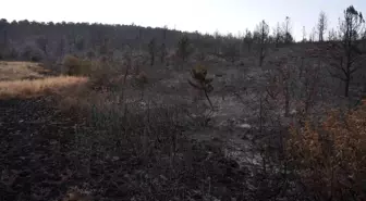 Konya'nın Ilgın ilçesinde 15 hektarlık ormanlık alan yangında kül oldu