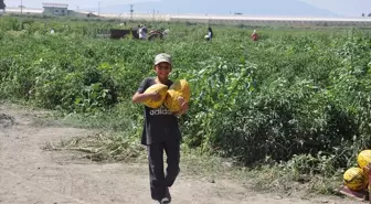 Manisa'da çiftçiler umduğu fiyatı alamayınca kavun ve karpuzları ücretsiz dağıttı