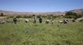 Mardin'de Kişniş Hasadı Elle Yapılıyor