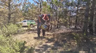 Yozgat'ta çıkan orman yangını sonrası yaban hayatı koruma çalışmaları