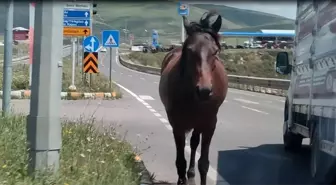 Ardahan'da başıboş dolaşan atlar trafiği tehlikeye sokuyor