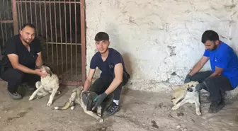 Erzurum'da zifte bulanan yavru köpeklerden 5'i hayatını kaybetti