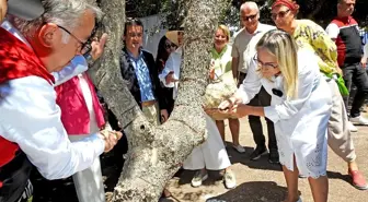 Çeşme'de Coğrafi İşaretli Sakız Ağaçlarında Hasat Hazırlıkları Sürüyor