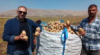 Afyonkarahisar'da Agria Cinsi Patates Hasadı Başladı