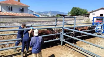 Kütahya'ya Uruguay ve Brezilya'dan getirilen besilik sığırların kontrolleri yapıldı