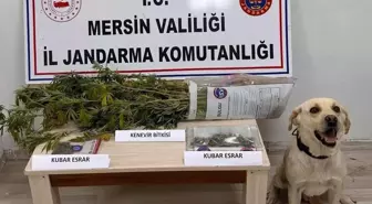 Mersin'de Uyuşturucu Operasyonu: 7 Şüpheli Yakalandı