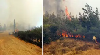 Çanakkale'de orman yangını! Şehitlik ve Conkbayırı ziyarete kapatıldı