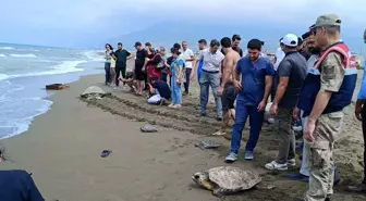 Samandağ'da Tedavi Gören Kaplumbağalar Denize Salındı