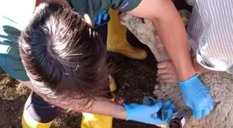 Bilecik'te küçükbaş hayvanlar hastalıklara karşı aşılanıyor