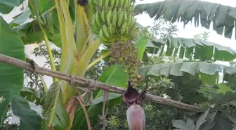 Şırnak'ta uygun olmayan iklimde muz yetiştirildi