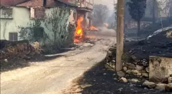 Manisa'da çıkan orman yangınında hayvanlar telef oldu