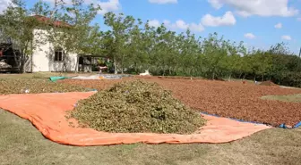 Kocaeli'de Fındık Hasadı Başladı