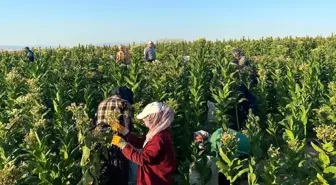 Adıyaman'ın Samsat ilçesinde tütün hasadı başladı