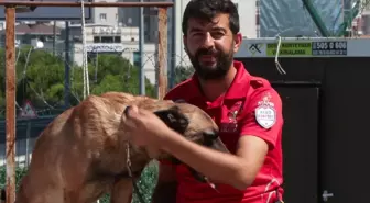 Arama Kurtarma Köpekleri Doğal Afetlerde Hayat Kurtarıyor