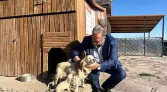 Talas Belediyesi Sosyal Tesislerinde Yeni Doğan Köpek ve Yavruları Ziyaretçilerin İlgi Odağı Oldu