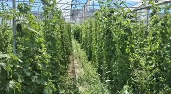 Beypazarı ilçesinde kudret narı üretimi ilgi görüyor