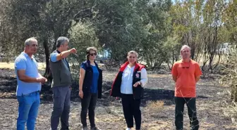 Çanakkale'deki Orman Yangını Sonrası Hasar Tespit Çalışmaları Başladı