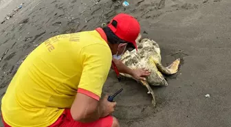 Hatay'da Yaralı Caretta Caretta Tedavi Ediliyor