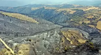 Manisa'dan kahreden görüntü! Yeşilliklerden geriye küle dönmüş bir orman kaldı