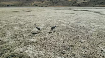 Bingöl Gölü Tamamen Kurudu, Sadece 2 Turna Kaldı