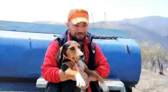 Manisa'da çıkan orman yangınında evini ve tarımsal ürünlerini kaybeden vatandaş köpeğine sarılarak ağladı