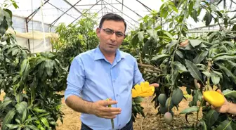 Antalya Alanya'da Mango Hasadı Başladı