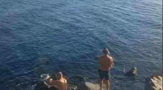 İstanbul Avcılar'da Yüzen Vatandaşlar Yunus Balığıyla Karşılaştı