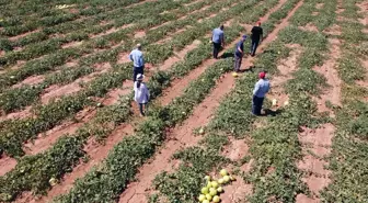 Çankırı'da On Dilim Kavunu Pazarının Genişletilmesi Hedefleniyor