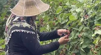 Bursa'da Kadınlar Ahududu ve Böğürtlen Ürünlerini İşleyerek Tüketiciyle Buluşuyor