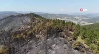 Bolu'daki yangının ardından yeşil alanlar siyaha döndü