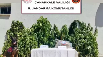 Çanakkale'de Uyuşturucu Operasyonu: 190 Kök Kenevir ve 1 Kilo Esrar Ele Geçirildi