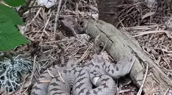 Çorum'da Mantar Toplarken Nadir Görülen Yılanı Fotoğrafladı