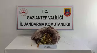 Gaziantep'te Fıstık Çalarken Suçüstü Yakalanan 3 Şüpheli Tutuklandı