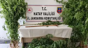 Hatay'da Hint keneviri yetiştiricisi yakalandı