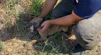 Hatay'da kuyuya düşen yavru köpek itfaiye ekipleri tarafından kurtarıldı