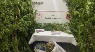 Sakarya'da uyuşturucu operasyonu: 3 kilogram esrar ele geçirildi