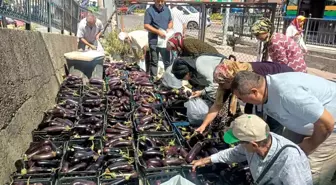 Zonguldak'ın Ereğli ilçesinde Ziraat Odası Başkanı 5 ton patlıcanı bedava dağıttı