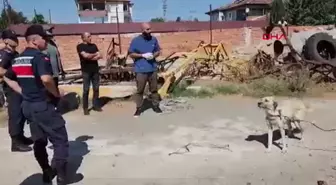 Amasya'da Köpeğe İşkence Olayı: Şüpheli Serbest Bırakıldı