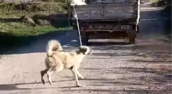 Amasya'da köpeğin kamyonetin arkasında sürüklenmesi olayıyla ilgili açıklama