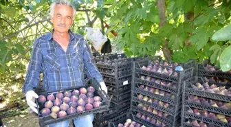 Antalya'da Siyah İncir Hasadı Başladı