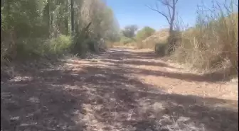 Sakarya Nehri Kurudu: Çiftçiler Mağdur, Balıklar Öldü