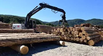 Sinop'ta Karadeniz Bölgesi'nin En Büyük Orman Deposu Açıldı