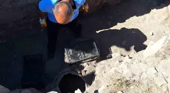 Çorum'un Alaca ilçesindeki Kalehisar ören yerinde yılan paniği