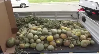 Çiftçi, Kavunları LÖSEV'e Bağışladı