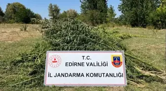 Edirne'de 700 kök Hint keneviri ele geçirildi