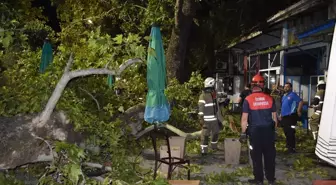 İzmir'de çınar ağacının kırılan dalları 9 kişiyi yaraladı