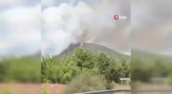 Menderes'te orman yangını